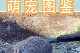 袋熊，就是那个拉方形粑粑的小可爱。
#动物世界 #神奇动物在抖音 #萌宠 #动物搞笑视频 #动物的迷惑行为 #奇妙的动物 #野生动物零距离 #萌宠出道计划#萌宠出道计划 #奇异动物召集令 #奇异动物召集令 视频封面