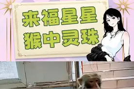 来福、星星是什么猴生赢家啊！！ #猴子 #峨眉山 #来福 #万物皆有灵性 #内容启发搜索视频封面