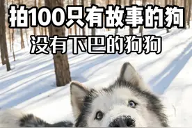没有下巴的狗狗还能活么？ 初听来福摘掉了下巴，我觉特别担忧，没有下巴怎么活啊
舌头永远耷拉着，吃不了饭，喝不了水了啊！
见到来福才发现，原来没有下巴并没有想象中那么惨
毕竟和活着相比，这些都是小事！
#萌宠出道计划 #阿拉斯加 #宠物摄影 #英宠宠物摄影 #雪地撒欢视频封面