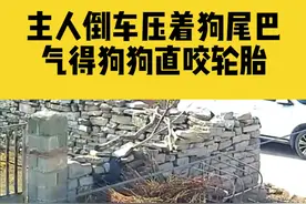 11月18日安徽宿州，主人倒车时压着狗狗尾巴，气得狗狗直咬轮胎视频封面