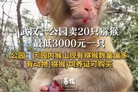 武汉一公园卖20只猕猴 最低3000元一只 公园：因园内猴山现有猕猴数量偏多 有动物(猕猴)饲养证可购买#猴子 #萌猴 #可爱动物 #萌宠视频封面