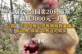 武汉一公园卖20只猕猴 最低3000元一只 公园：因园内猴山现有猕猴数量偏多 有动物(猕猴)饲养证可购买#猴子 #萌猴 #可爱动物 #萌宠视频封面