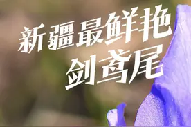 新疆早春最炫的花 只有在新疆能看到的罕见花海，剑鸢尾，你遇到过吗？#自然奇境科普季 #春日盛放 #杨宗宗 #伊犁 #春天