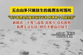 五台山多只被放生的狐狸冻死饿死“不少狐狸是从屠宰场买下来 师傅和个人放生的”救助者：下雪气温低 游客少 没有食物 狐狸无法存活  呼吁不要盲目放生（小编：畅）#五台山视频封面