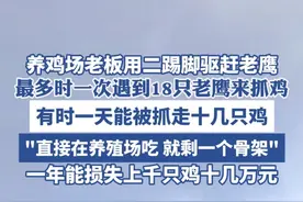 养鸡场老板用二踢脚驱赶老鹰 最多时一次遇到18只老鹰来抓鸡