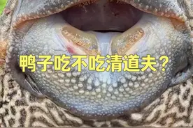 揭秘清道夫的3大认知误区！真实测评：鸭子到底吃不吃它的肉？ #dou来广东百千万 #抖音新农人 #星农人星乡村 #丰收中国2025 #抖音美好丰收节