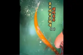 超稀有变异亚米级黄金翘嘴后续，连夜返程抵达工作室！