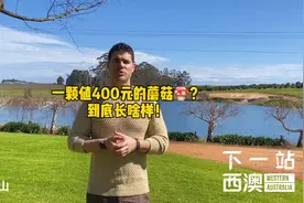 第一集| 一颗价值400元的蘑菇，到底是什么品种？关注锤哥的视频视频封面