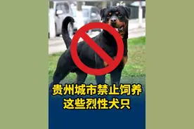 养犬请知悉！贵州城市禁养这些烈性犬只