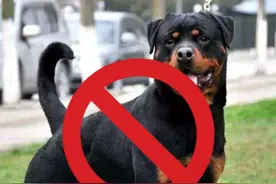 养犬请知悉！贵州城市禁养这些烈性犬只视频封面