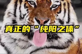 这可是天生的纯阳之物啊，无畏零下40多度的寒冷！ #神奇动物在抖音 #东北虎 #动物科普 #老虎