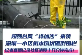 超强台风“桦加沙”来袭，9月24日，广东深圳一小区树木倒伏砸倒围栏，《第一现场》直播记录社区紧急清障，十几分钟完成！#台风“桦加沙” #防范台风#桦加沙  #媒体精选计划 @抖音短视频
