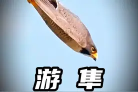 游隼：神龙见首不见尾，速度快的像个鬼 #动物世界 #动物解说