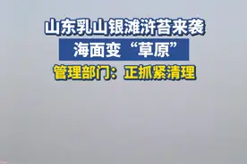 山东乳山银滩浒苔来袭，海面变“草原”。管理部门：正抓紧清理