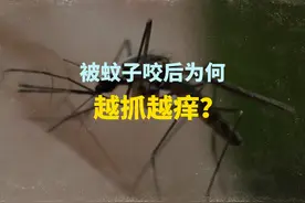 蚊子咬了越挠越痒？原因竟是这样！ #常识普及