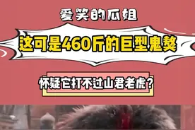 这可是460斤的巨型鬼獒，竟然还有人怀疑它打不过山君老虎#鬼獒 #老虎