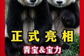 旅美大熊猫宝力青宝， 正式亮相华盛顿开启十年友谊之旅 #大熊猫视频封面