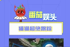猫猫就是这么可爱的生物！！！#猫咪 #宠物GPS #可爱到爆炸💥 #拧巴的爱视频封面
