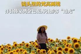 镜头里的“梵高画境”：#洋县  韩家湾金色花海引游客“追光” #向日葵  #花海  （拍摄：杨云岚 编辑：晋雅洁 责编：霍蓉）
