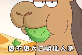 沙漠最强大嘴：骆驼啃仙人掌不扎嘴吗？#轻漫计划 #动物世界 #冷知识视频封面