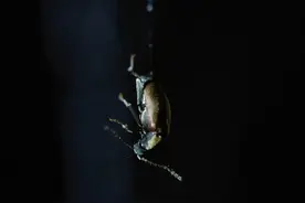 #扁角菌蚊用口水捕猎  #近距离观看扁角菌蚊捕猎过程视频封面