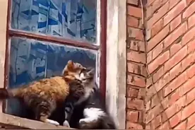 母猫带着小猫们搬家，不料一只小猫跌落下房檐...#母爱无言却震耳欲聋 #猫咪视频封面