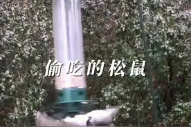 松鼠偷吃核桃被收拾 #内容启发搜索 #野生动物零距离