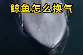 鲸鱼跃出水面换气，场面震撼！ #鲸鱼 #科普 #涨知识视频封面