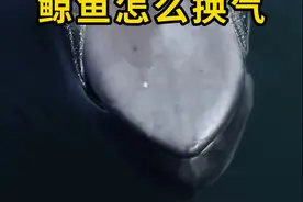 鲸鱼跃出水面换气，场面震撼！ #鲸鱼 #科普 #涨知识视频封面