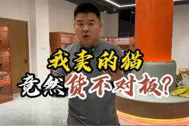 我卖的猫竟然货不对板？？#壮实说猫 #猫咪视频封面