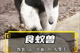 最会装的动物！深谙原汤化原食之道 #食蚁兽 #神奇动物 #奇妙的动物视频封面