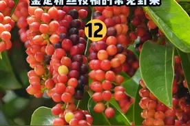 【水果猎人】老生常谈果12！鉴定粉丝投稿的常见野果 #科普 #涨知识 #水果猎人杨晓洋 #野果子有认识的吗视频封面