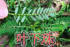 草本凉茶“叶下珠”，植物号称“毒蛇克星”，有经验的人用来煲汤