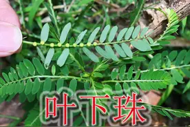 草本凉茶“叶下珠”，植物号称“毒蛇克星”，有经验的人用来煲汤