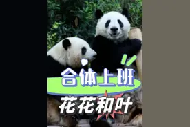 花叶姐妹分开31天后终于又合体营业了！#花花 #和叶 #熊猫 #国宝