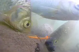 冬天钓鱼用藿香正气水开饵，没想到效果居然有这么神奇