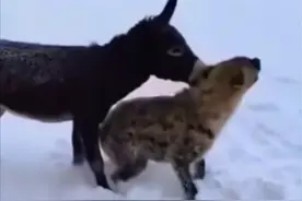 毛驴对抗鬣狗 #神奇动物在抖音 #野生动物零距离 #动物世界 #动物的迷惑行为 #鬣狗