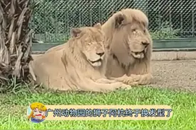 网红狮子阿杭终于换发型啦#神奇动物在抖音 #阿杭 #狮子 #云南怒江的视频封面