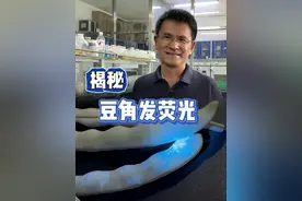 为何豆角会发荧光？发荧光的豆角可以正常食用！  #豆角 #辟谣  #紫光灯  #科技与狠活 #热点新闻事件 @中国食品报融媒体 @抖音三农