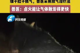 骡子肚子胀气，兽医采用放气治疗法 兽医：点火能让气体散发得更快#兽医 #请勿模仿非专业人员