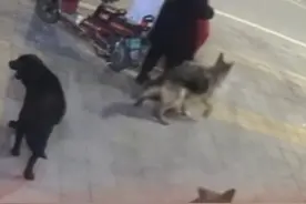 四条未栓绳大型犬逼近 妈妈勇敢冷静护住儿子 母爱：“孩子从来不是选择题” #大型犬  #遛狗  #母爱 #危险  #惊险视频封面