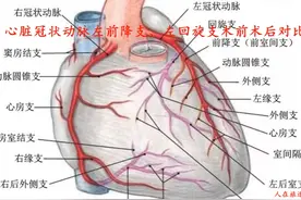 心脏装支架前后对比 心脏冠状动脉主要有三支，即：左前降支(LAD)视频封面