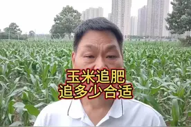 玉米追肥，追多少合适 #玉米种植 #玉米 #玉米地视频封面