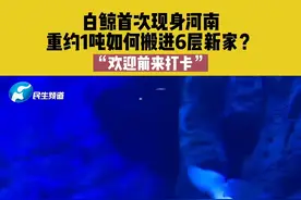 12月21日，河南郑州，白鲸首次现身河南，重约1吨如何搬进6层新家？“欢迎前来打卡”。#白鲸 #河南dou知道 #新家视频封面