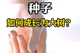 第150集丨种子是如何成长为大树的? #植物生长过程 #万物生长 #大自然 #科普知识 #内容启发搜索