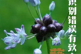 识别错误有致命风险，原产中国的古老野菜野葱薤白 #植物科普 #野菜 #野葱 #薤白 #大自然的馈赠视频封面