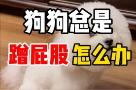狗狗总是蹭屁股怎么办 #比熊 #泰迪 #西高地视频封面