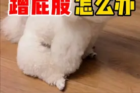 狗狗总是蹭屁股怎么办 #比熊 #泰迪 #西高地视频封面
