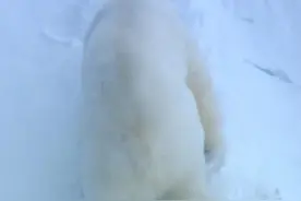 北极熊 Polar Bear 穷则独善其身，达则妻妾成群 Self视频封面