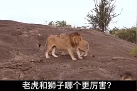 老虎vs狮子，谁更厉害？老虎能打的过狮子吗？#动物世界精彩解说视频封面